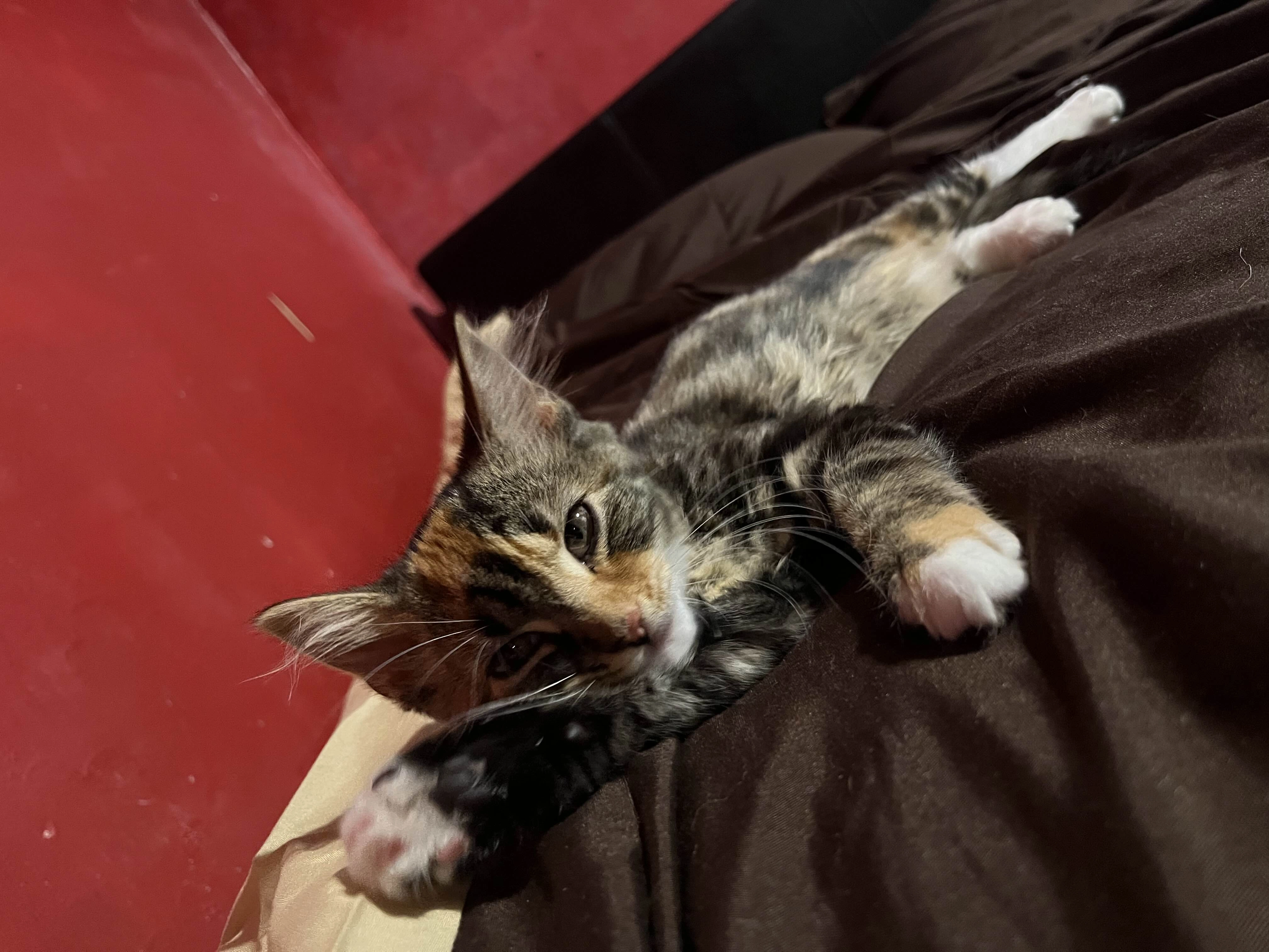 Photography by AshiePleb - Image 50